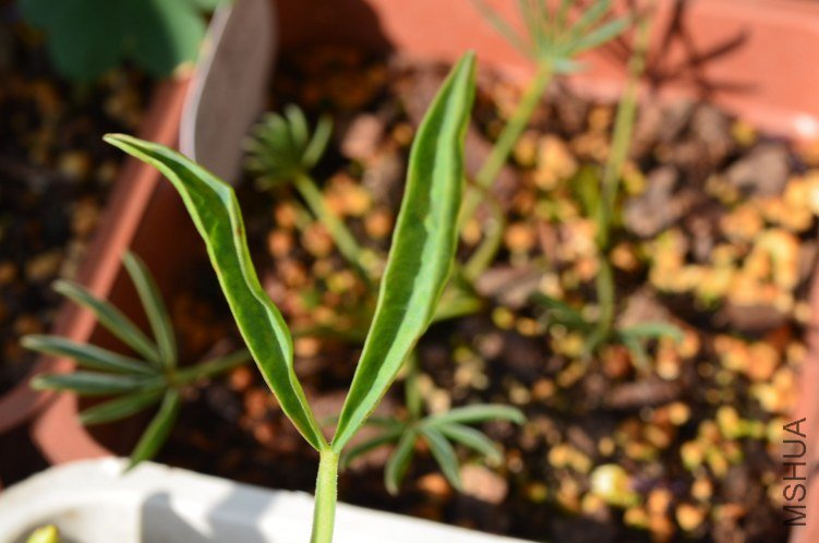 Oxalis fabaefolia�ö���20121009 004.JPG.JPG