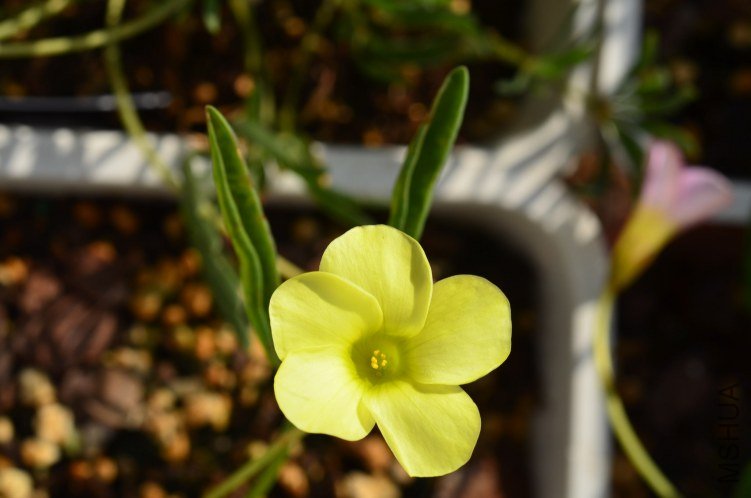 Oxalis fabaefolia�ö���20121009 002.JPG.JPG