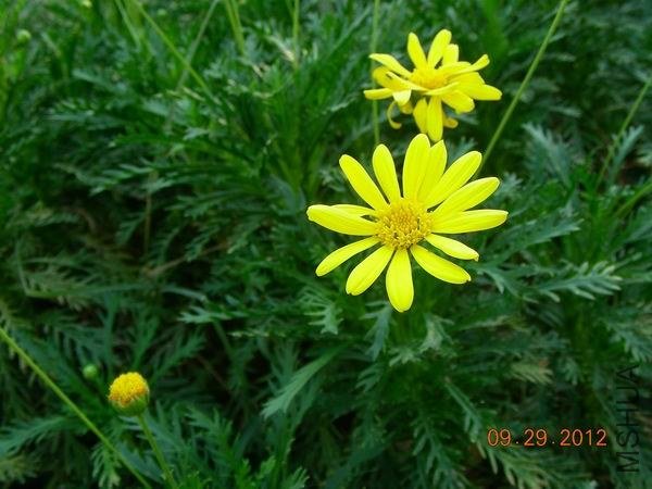 ������С DSCN9600.JPG