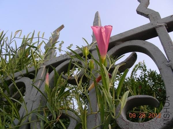 ������С DSCN9604.JPG