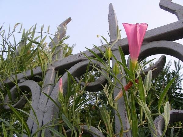 ������С DSCN9605.JPG