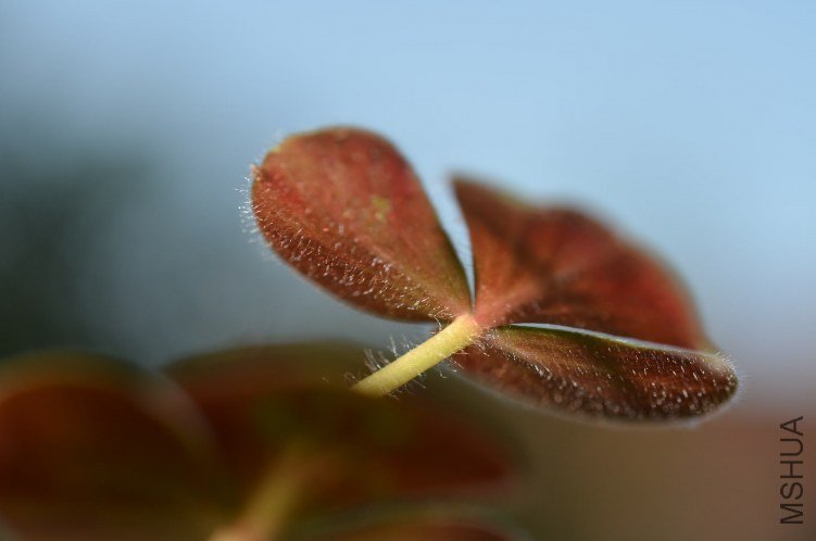 Oxalis purpurea alba red back�����׻ƺ�Ҷ��20120910 006.JPG