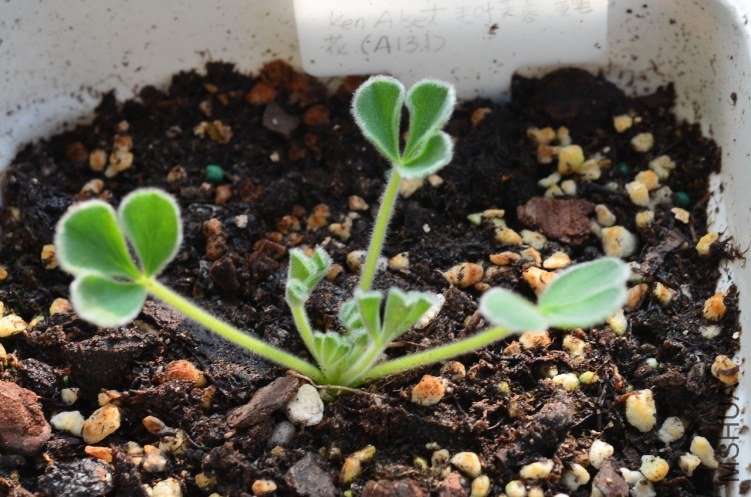 Oxalis purpurea Ken Alset 20120924 001.JPG