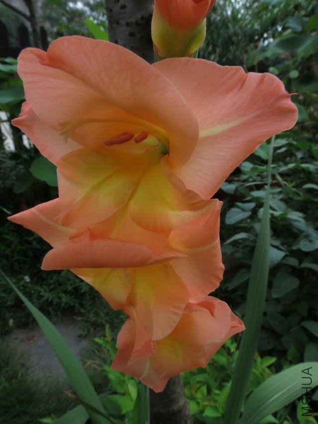 IMG_3321_nEO_IMG.jpg