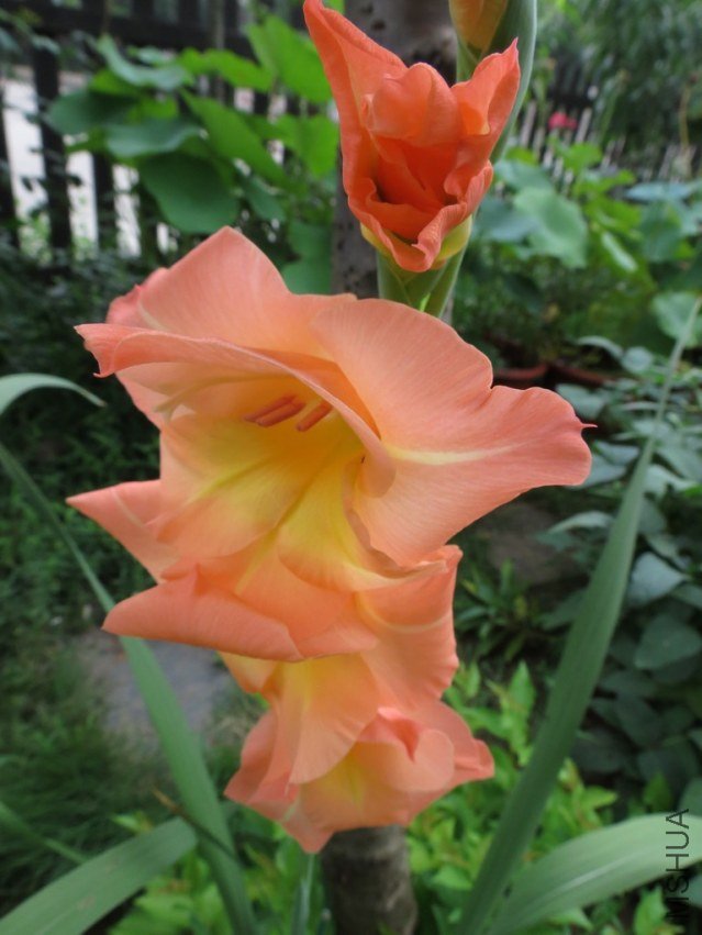 IMG_3322_nEO_IMG.jpg