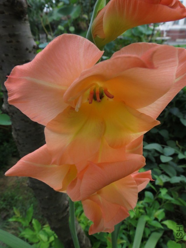 IMG_3331_nEO_IMG.jpg