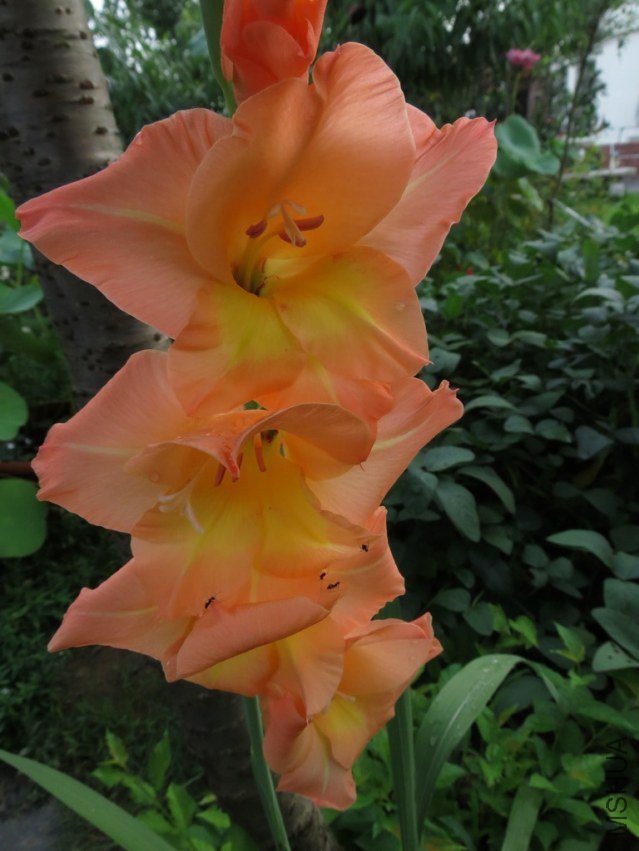 IMG_3447_nEO_IMG.jpg