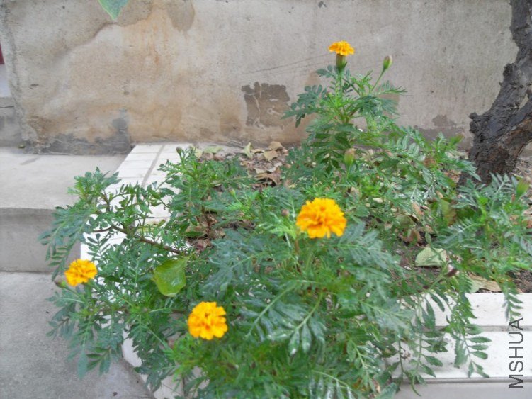 SDC15487.JPG
