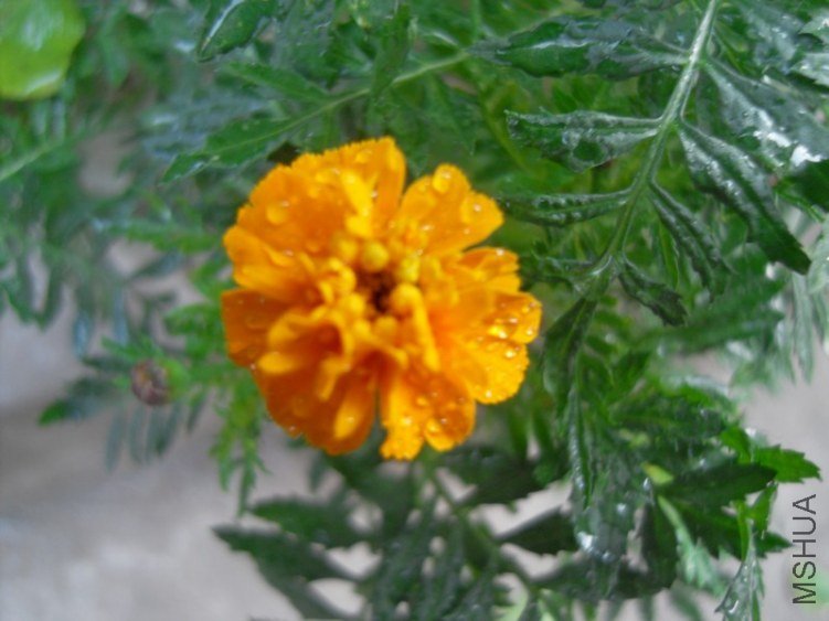 SDC15489.JPG
