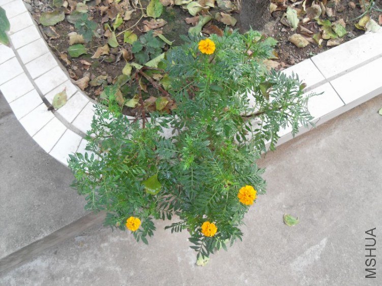 SDC15490.JPG