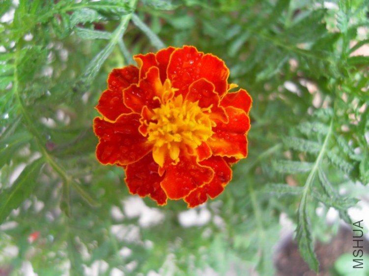 SDC15491.JPG