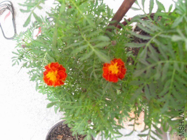 SDC15492.JPG
