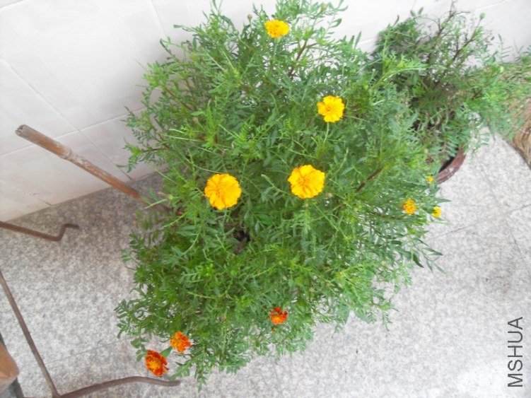 SDC15493.JPG