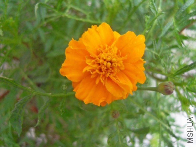 SDC15494.JPG