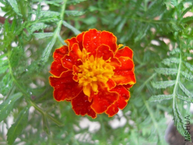SDC15497.JPG