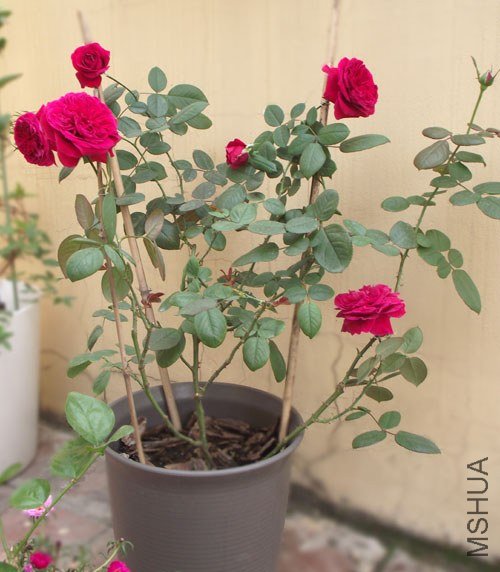 DSCF35401.jpg