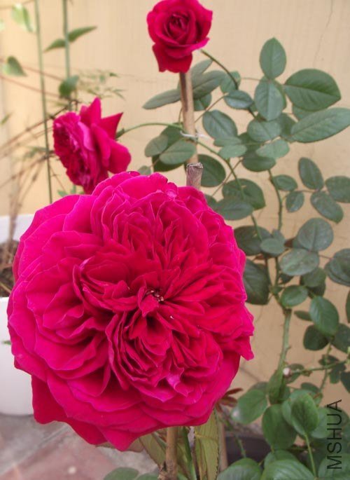 DSCF3545.jpg