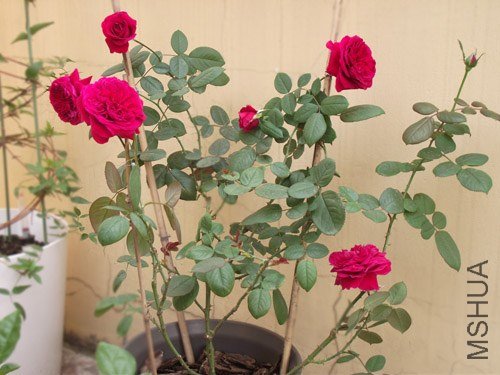 DSCF35411.jpg