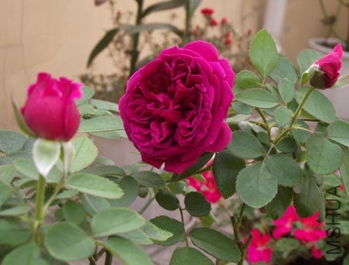 DSCF3383.jpg
