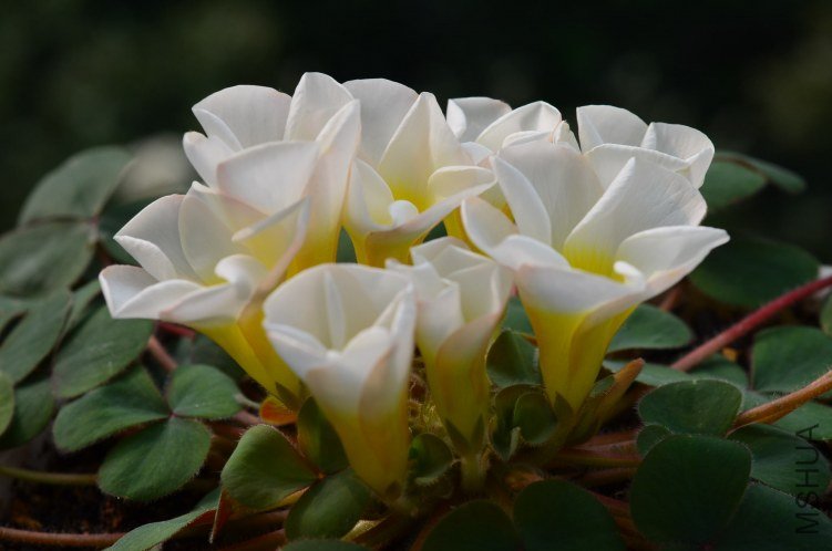 Oxalis purpurea alba red back�����׻ƺ�Ҷ��20121010 001.JPG
