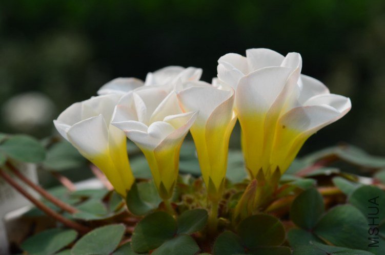Oxalis purpurea alba red back�����׻ƺ�Ҷ��20121010 002.JPG