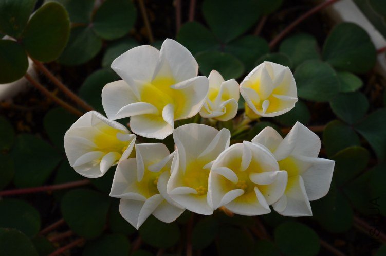 Oxalis purpurea alba red back�����׻ƺ�Ҷ��20121010 003.JPG