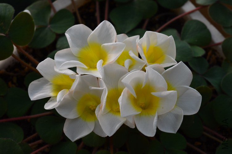 Oxalis purpurea alba red back�����׻ƺ�Ҷ��20121010 004.JPG