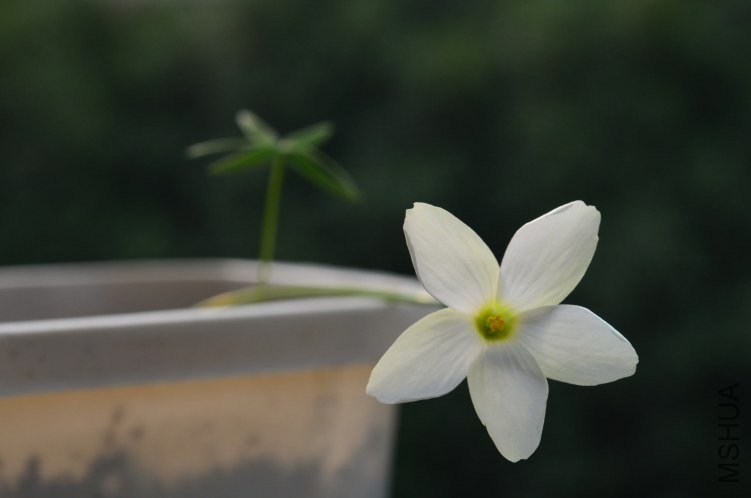 Oxalis smithianan 20121010 002.JPG