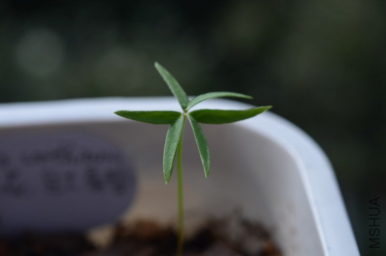 Oxalis smithianan 20121009 001.JPG