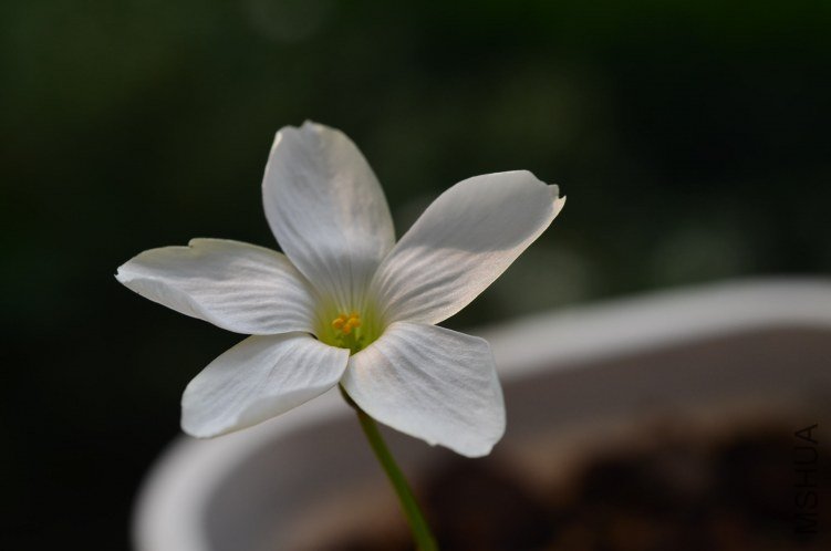 Oxalis smithianan 20121010 001.JPG
