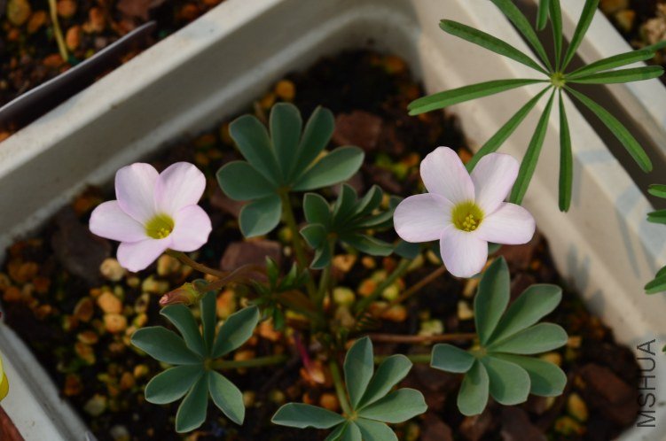 Oxalis flava sp 20121010 003.JPG