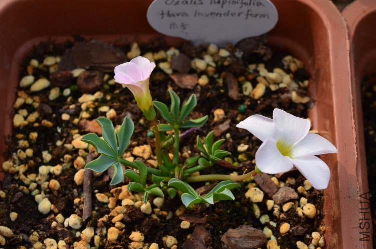 Oxalis flava lavenden form 20121010 003.JPG