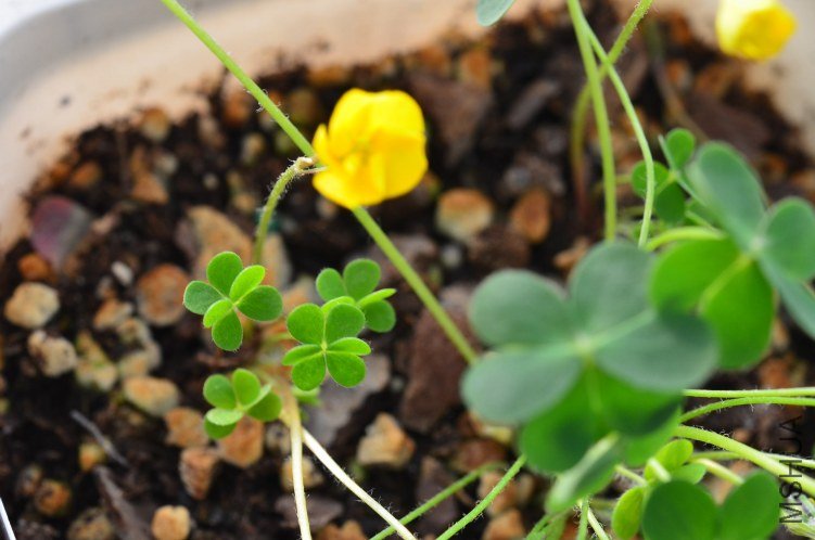 Oxalis lobata�ƻ�����20121010 001.JPG
