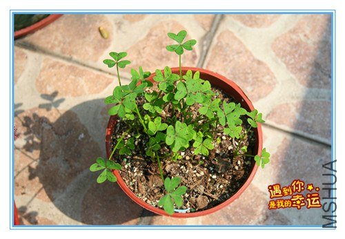 ��Ƭ 099_����.jpg