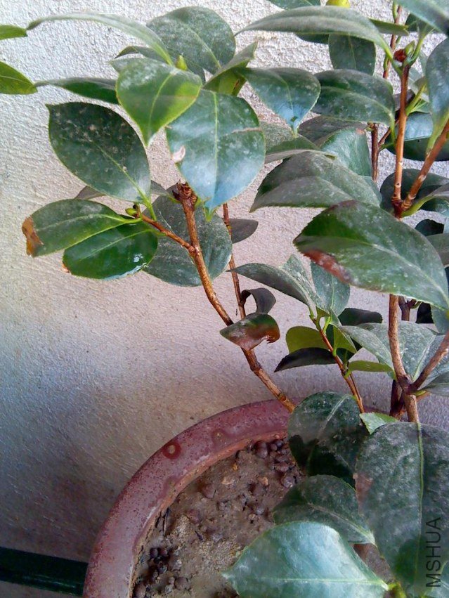 IMG_20121010_065846_0.jpg