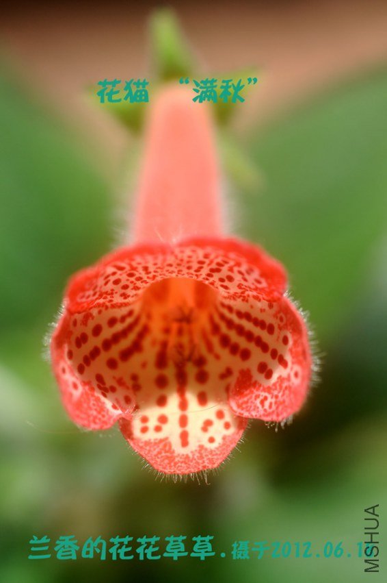 DSC_0116kohleria manchu.jpg