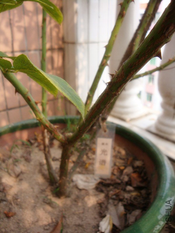 DSC01631_����.jpg