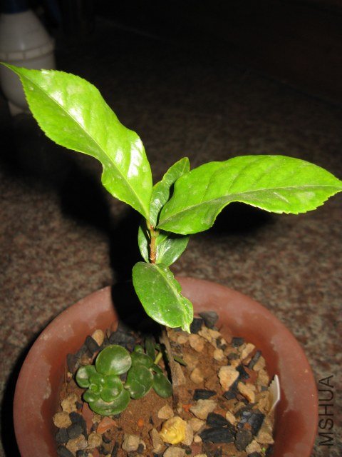 ������ (7).JPG