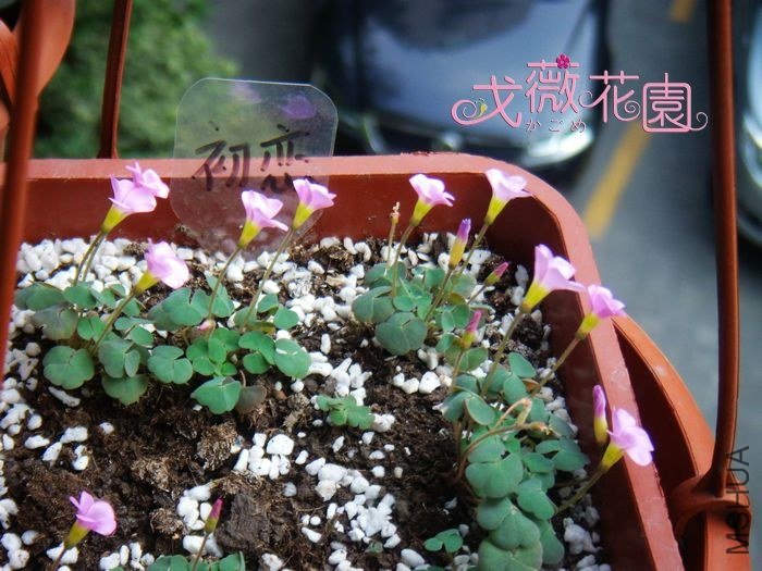 �����Ѿ��кܶ໨�ˣ��������ǲ������أ�