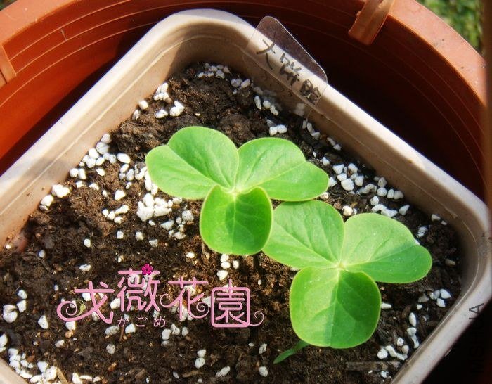 ���ڵ�����Ĵ�������Ĳ�������������û������