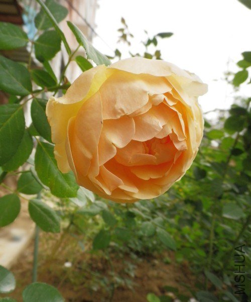 �� ��0925.jpg