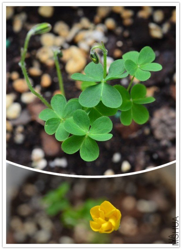 OXALIS~2_����.jpg