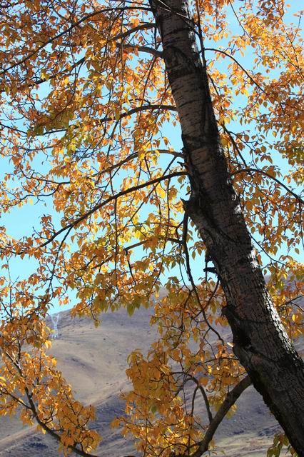 �����¶�����ɫ (10).jpg