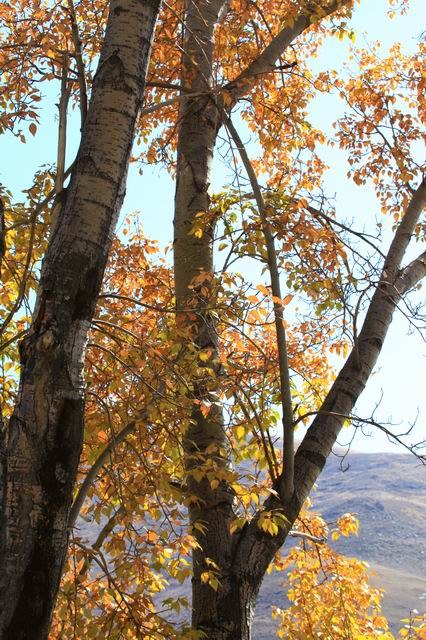 �����¶�����ɫ (12).jpg