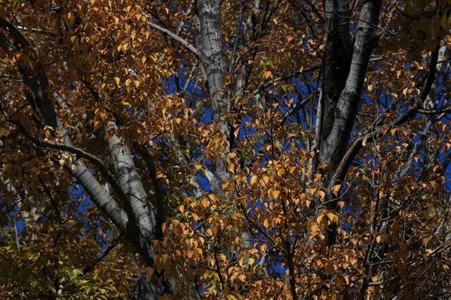 �����¶�����ɫ (15).jpg