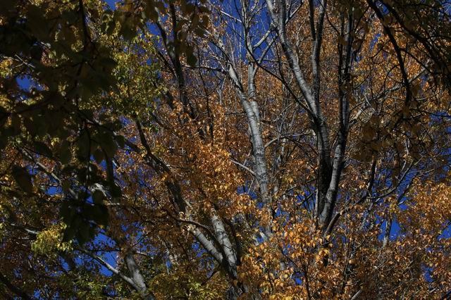 �����¶�����ɫ (16).jpg