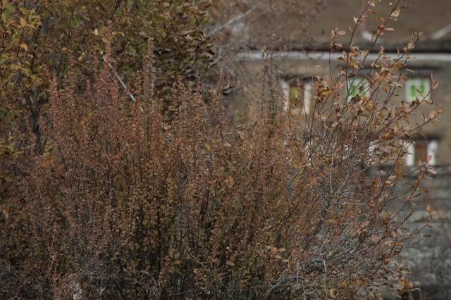 �����¶�����ɫ (26).jpg