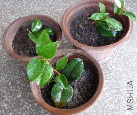 3��һ����