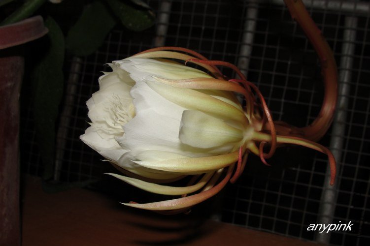 nEO_IMG_DSC06614.jpg