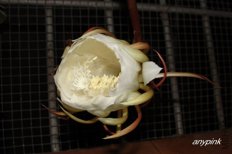 nEO_IMG_DSC06616.jpg